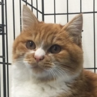 にゃんきゅっぱ～ボク似てますか？