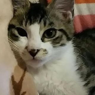 元気いっぱいキジトラちゃん