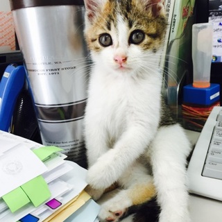 三毛の女の子です☆