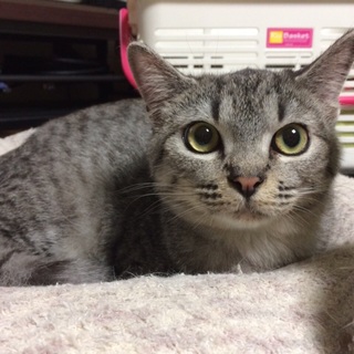 サバトラの男の子