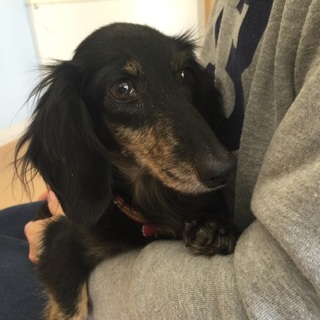 小さくて甘えん坊★ダックス★アリエルちゃん