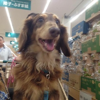 ペットホテルに置き去りにされたテディくん