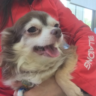 大人しくて愛嬌抜群なチワワ★アシュリーちゃん