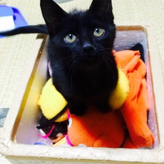 【黒猫】　ルル　(仮名)