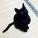 【黒猫】　ミソシル　(仮名)