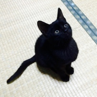 【黒猫】　ミソシル　(仮名)