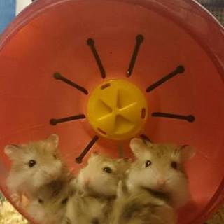 ロボロフスキー三姉妹