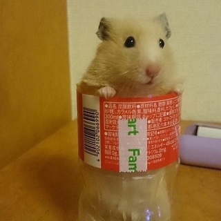 キンクマハムスター