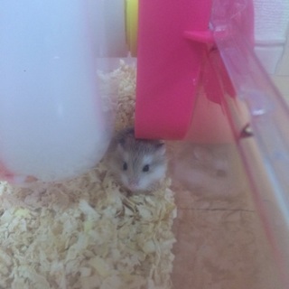 ロボロフスキー里親募集 終了