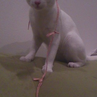 甘々フミフミ男子、白猫じゅんちゃんの里親様大募集！