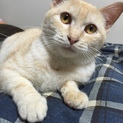 クリーム柄の甘えん坊です♪【ガウディ】