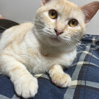 クリーム柄の甘えん坊です♪【ガウディ】