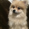 ポメラニアン7ヶ月の可愛い男の子！！ サムネイル2
