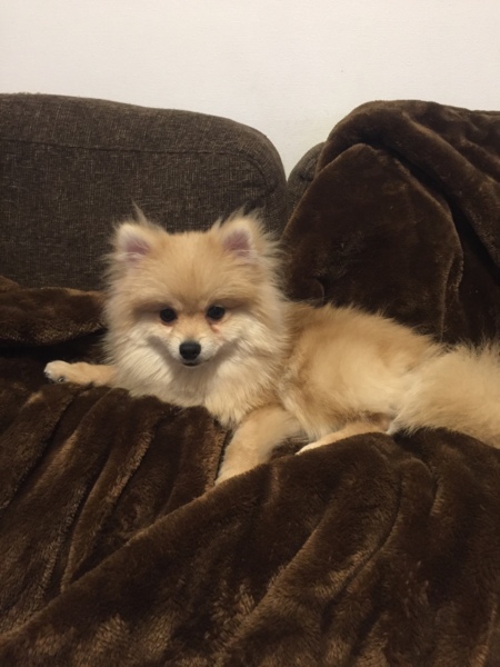 ポメラニアン7ヶ月の可愛い男の子！！ サムネイル3