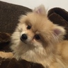 ポメラニアン7ヶ月の可愛い男の子！！ サムネイル5
