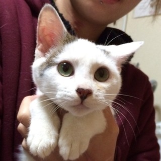 肩乗り猫、クルミ君♡