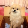 ポメラニアン7ヶ月の可愛い男の子！！ サムネイル7