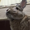 かぁちゃんを追いかけるのが大好き❤️
