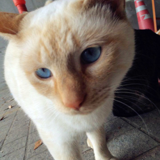 広島市立大学のにゃんこたちーしょくぱん