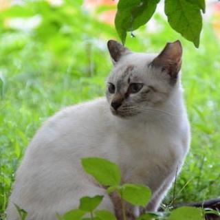 広島市立大学のにゃんこたちーこげぱん