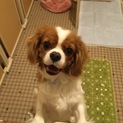 元気印のハチ君