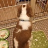 元気印のハチ君 サムネイル2