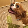 元気印のハチ君 サムネイル3