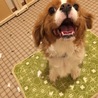 元気印のハチ君 サムネイル4