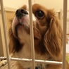元気印のハチ君 サムネイル5