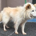 白いモフモフの男の子  郡山市保健所