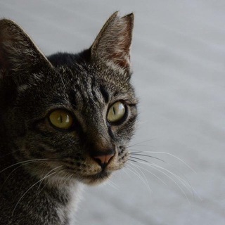 広島市立大学のにゃんこたちーちび