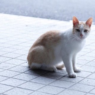 広島市立大学のにゃんこたちーマント