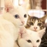 チーム　”ほぼ白＋”　 優しいご家族募集中 サムネイル3