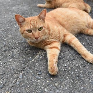 広島市立大学のにゃんこたちーママ