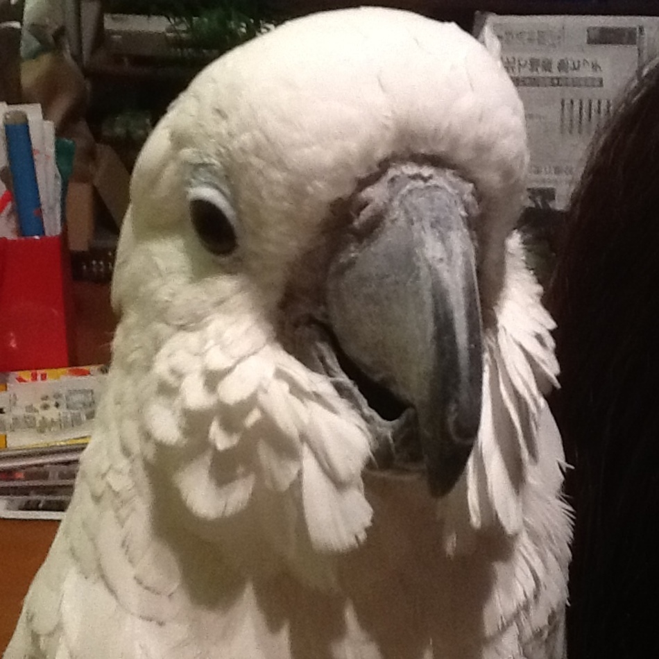 ちびのカバー写真