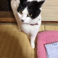 子猫・成猫の譲渡会！スカイツリー近くで開催！ サムネイル2