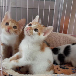 子猫・成猫の譲渡会！スカイツリー近くで開催！ サムネイル3