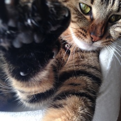 「猫の脱走」サムネイル1