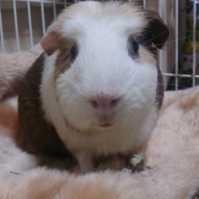 じゅりんこんこのカバー写真