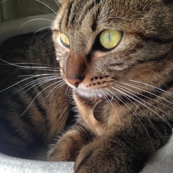 「猫の脱走」サムネイル2