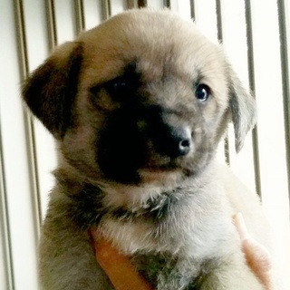 可愛いMIXの赤ちゃん、家族にして下さい