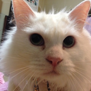 期限間近　大至急お願いします！