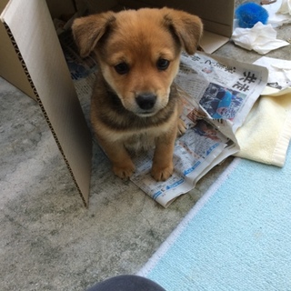 【急募】雑種の子犬を引き取れる方