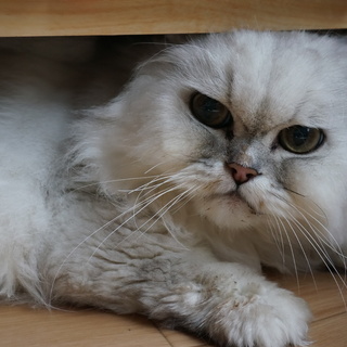 おばあちゃんが入院して独りになったサリーちゃん