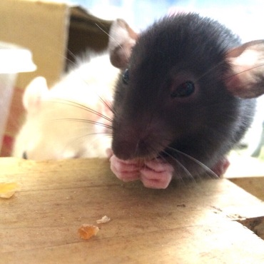 いただきます( ^ω^ )