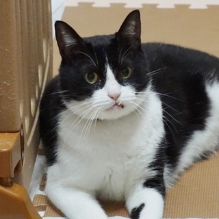 おもしろ黒白猫☆猫初心者も飼い易い☆多頭崩壊保護猫