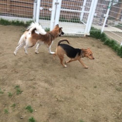 セブンデイズ譲渡会