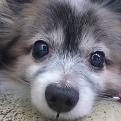 セブンデイズ譲渡会