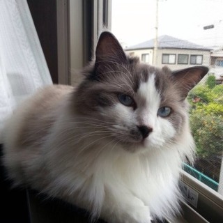 人懐っこいラグドールの女の子