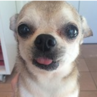 チワワのトリちゃん　元気いっぱいです